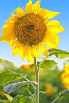 Sunflower in the field with blue sky