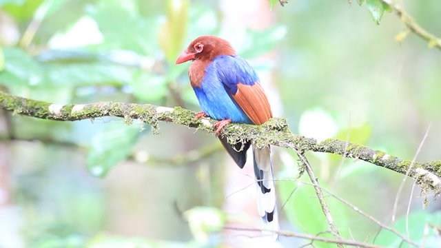 Sri Lanka or Ceylon Blue Magpie (Urocissa ornata) in Sri Lanka