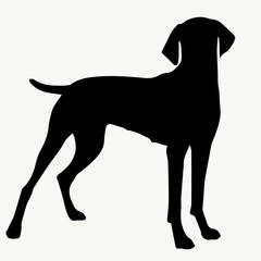 Dog silhouette on white background