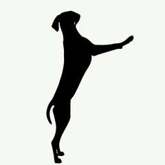 Dog silhouette on white background