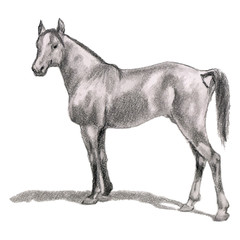 Arabian horse, stallion. Realistic figure.