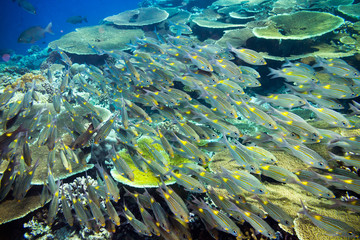 Fototapeta na wymiar underwater photo of school of snapper fish indian ocean