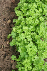 prezzemolo nell'orto