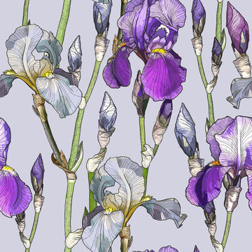 Seamless pattern with Beautiful iris flowers