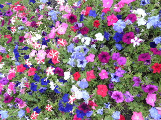 Fototapeta premium Natural floral background
