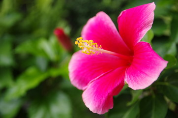 ピンクのハイビスカス