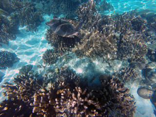 Tartaruga Marina Oceano Indiano, Madagascar