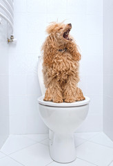 Dog sitting on toilet at home.