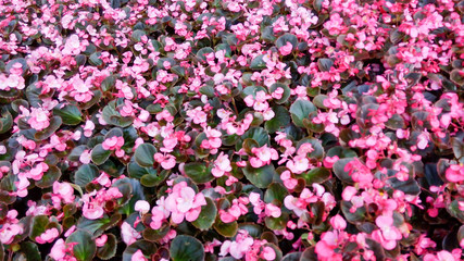 Beautifu summer flower. Floral background