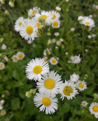 Beautifu summer flower. Floral background