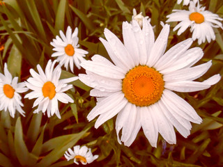 Obraz premium Beautifu summer flower. Floral background