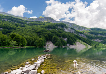 white dog in the lake
