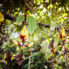 Famous Tropical Botanical Gardens in Funchal town, Madeira islan