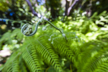 Fresh green leaves of a fern in the blurry background