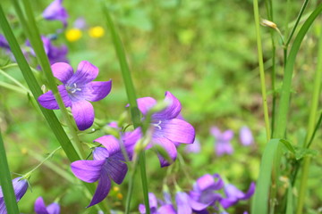 bluebells in the forest