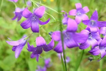 bluebells in the forest