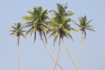 Coconuts palm tree perspective view from floor high up