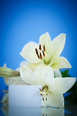 Fototapeta na wymiar white Lily