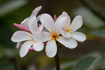 White Frangipani flower at full bloom during summer. Plumeria.