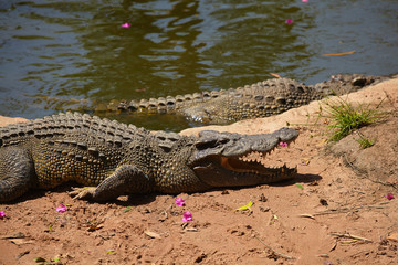 Crocodile