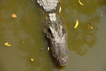 Crocodile