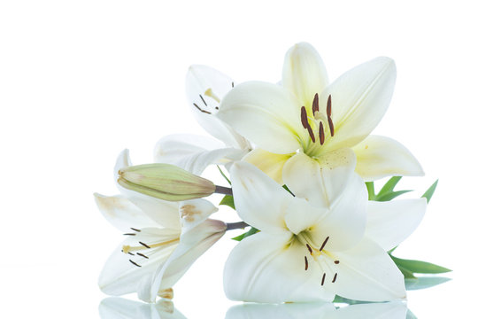 Fototapeta white Lily