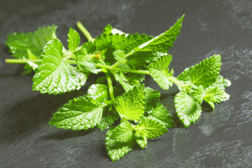 Fresh green mint with drops of water on a dark background, selec
