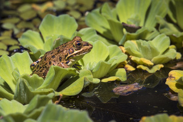 Green Frog in a wetland