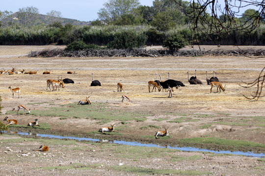 Animal Trafic