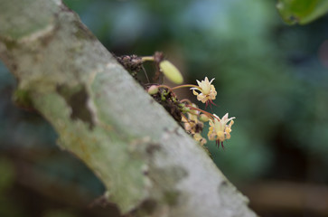 Yellow orchid on tree