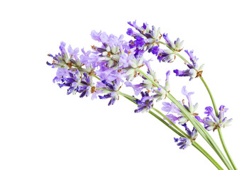 Lavender Blossoms Closeup isolated