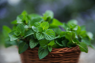 Mint  in small basket on natural wooden background, peppermint,