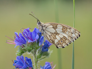 Marbled white - Melanargia galathea