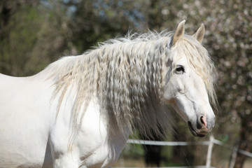 Portrait of beautiful andalusian mare in spring