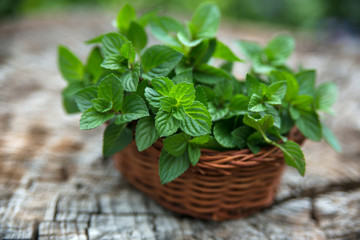 Mint  in small basket on natural wooden background, peppermint,
