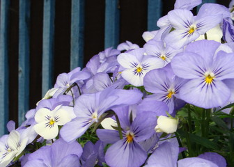 Violaceae hellblau mit Hintergrund Streifen