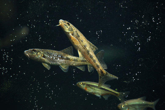 Gudgeon (Gobio gobio) and spirlin (Alburnoides bipunctatus).