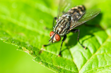 Close up photo of fly on green leaf