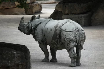 Crédence de cuisine en verre imprimé Rhinocéros Indian rhinoceros (Rhinoceros unicornis).