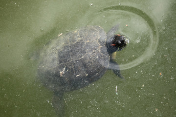 Red-eared slider (Trachemys scripta elegans).