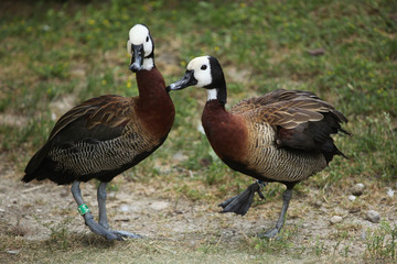 White-faced whistling duck (Dendrocygna viduata).