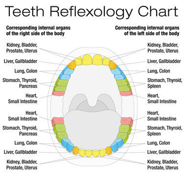 Teeth reflexology chart - permanent teeth and their corresponding internal organs. Isolated vector illustration over white background.