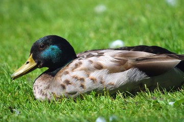 Stockente auf der Wiese,Porträts!