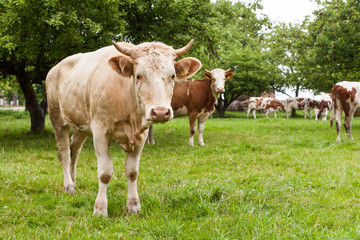 Herd of cows at summer green field