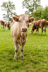 Naklejka na ściany i meble Herd of cows at summer green field