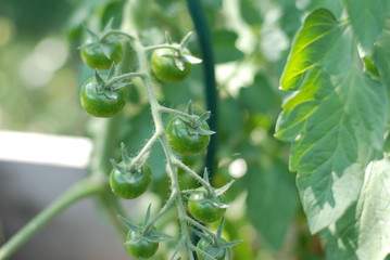 tomaten grün unreif eigener garten