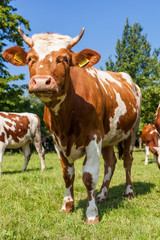 Herd of cows at summer green field