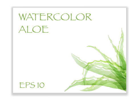 The leaves of medicinal plants - Aloe Vera, vector illustration in watercolor style.
