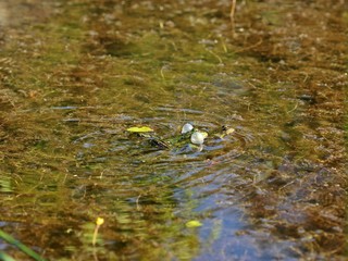 Quakender Teichfrosch mit Schallblasen 
