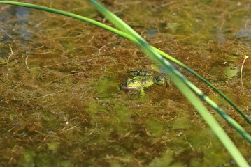 Schwimmender Teichfrosch zwischen Pflanzen 
